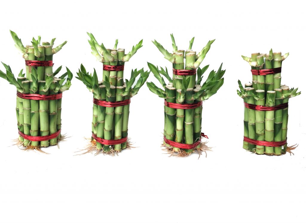 Dracaena Sanderiana Tower Shape Lucky Bamboo