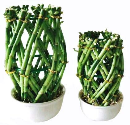 Dracaena Sanderiana Braid Shape Lucky Bamboo