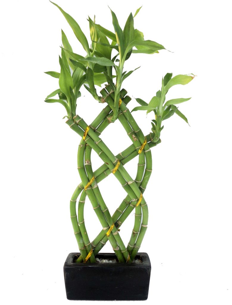 Dracaena Sanderiana Braid Shape Lucky Bamboo