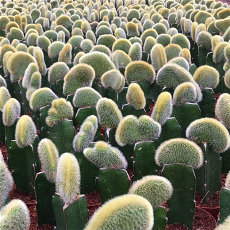 Indoor Mini Colourful Grafted Cactus