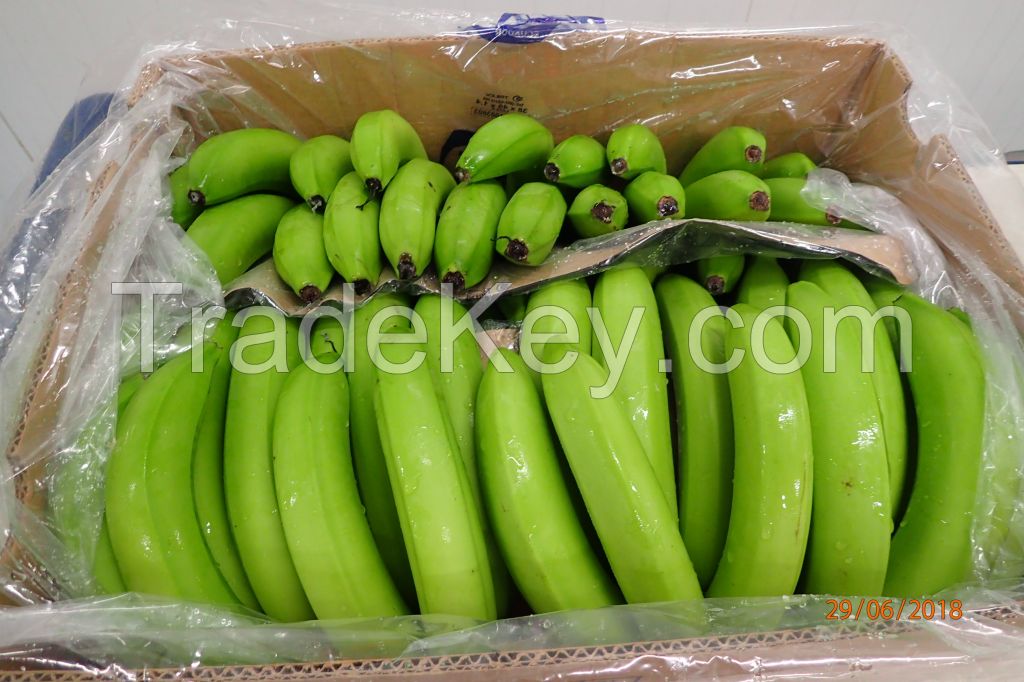 Cavendish bananas from Ecuador, Columbia, Costa Rica, Honduras