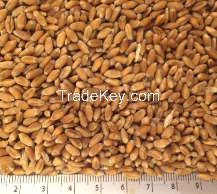 Fine Quality Soft Wheat Grain