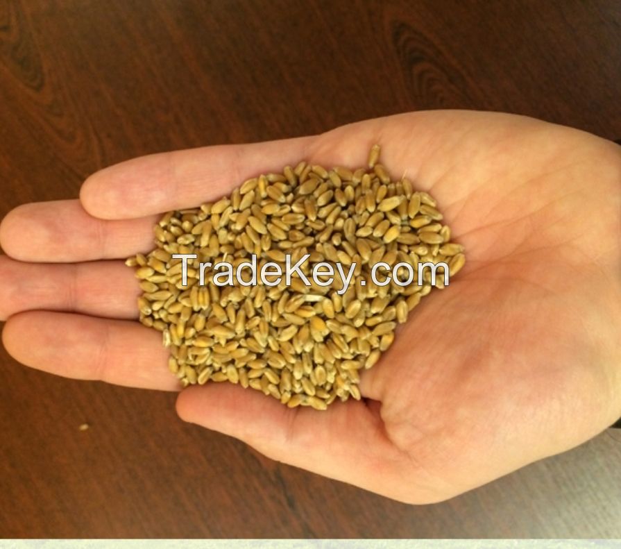 Fine Quality Soft Wheat Grain
