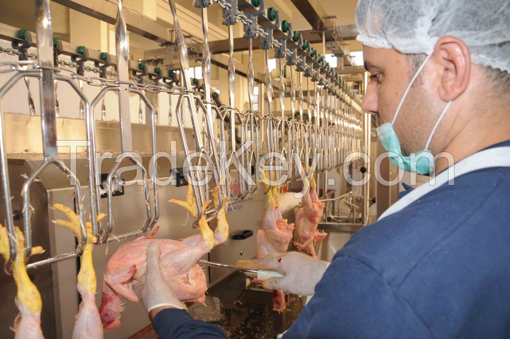 poultry slaughterhouse 500 bph