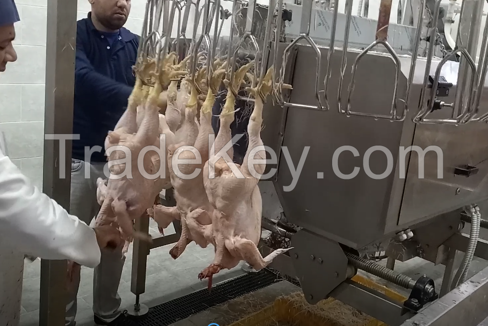 poultry slaughterhouse 300 bph