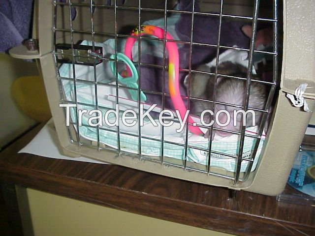 pets cage