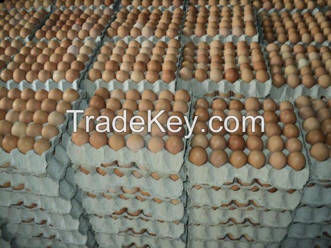 Fresh Table Eggs 