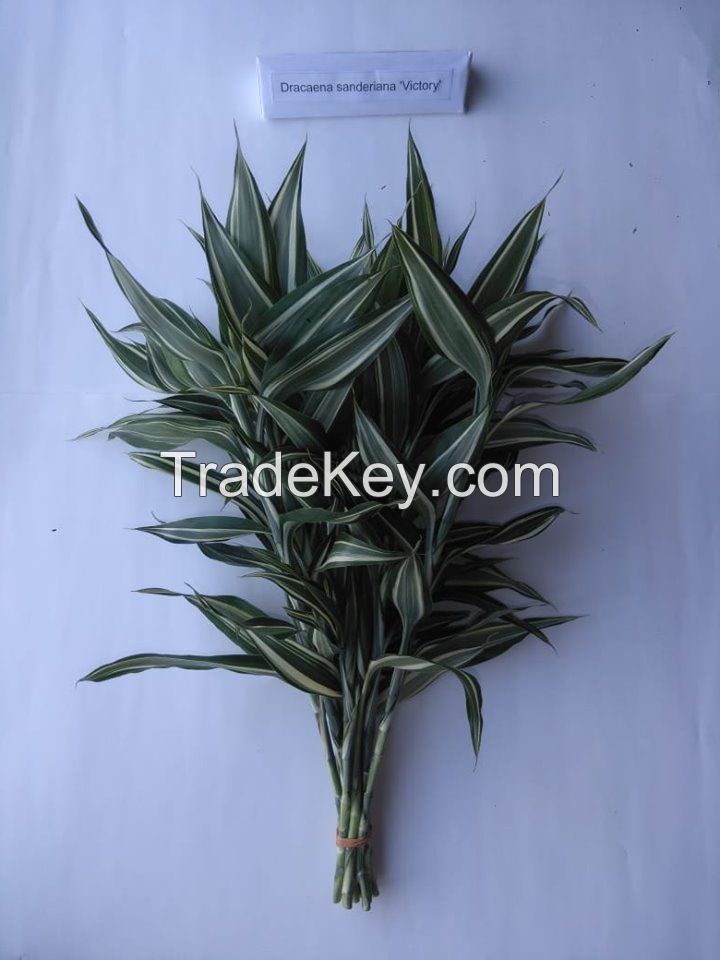 Dracena Sanderiana