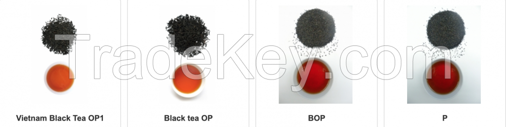 Orthodox Black tea