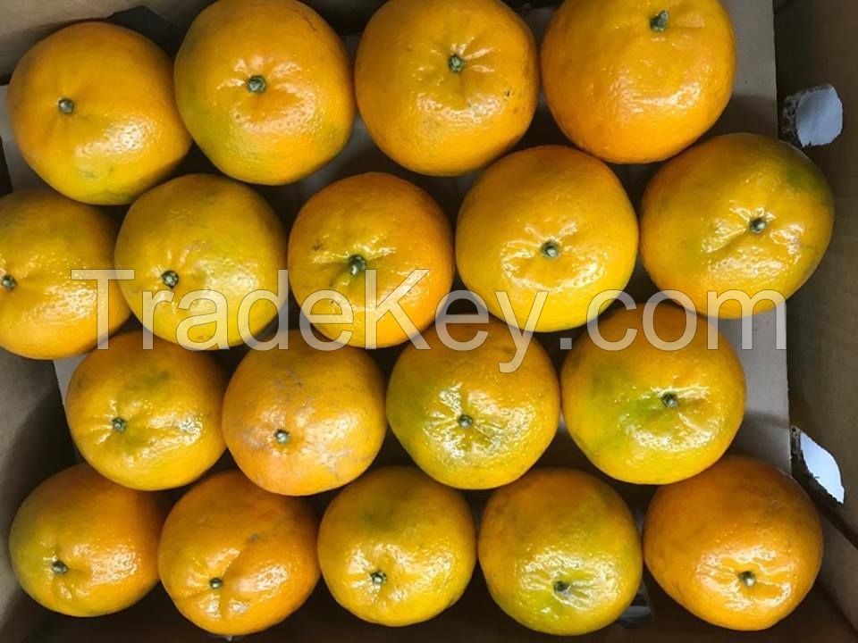 Fresh Oranges (Kinnow/Mandarins) from Pakistan