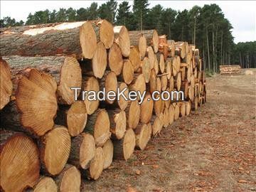 Logs of woods (timber)