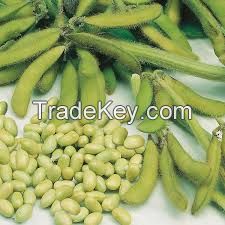 SOYABEANS (Glycine Max)