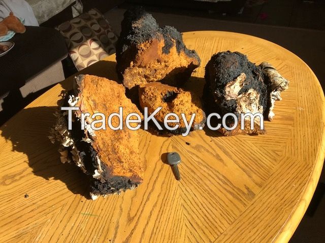 Alaskan Chaga Chunks