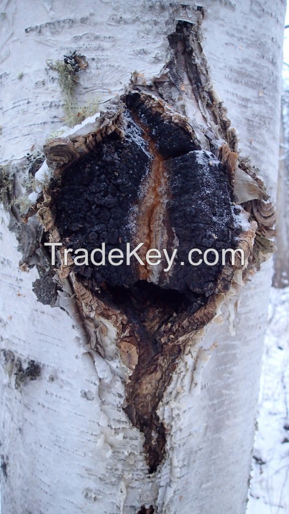 Alaskan Chaga Chunks