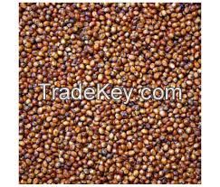 Sorghum