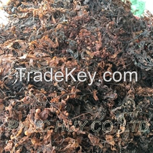 dried sargassum / brown seaweed high quality