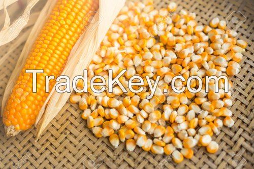 Indian Corn