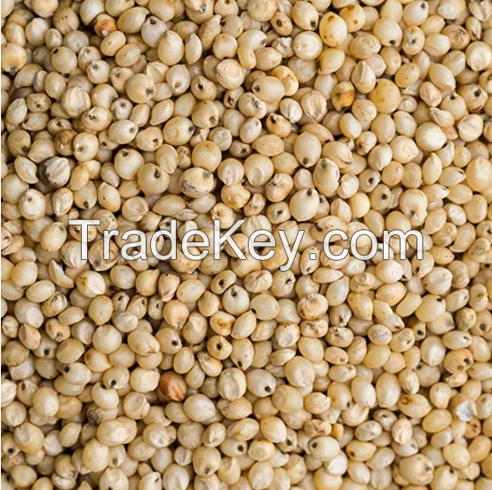 Indian Sorghum