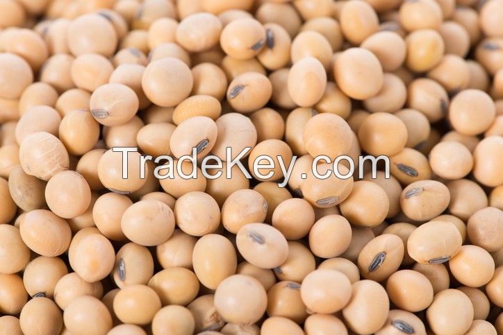 Indian Soybean