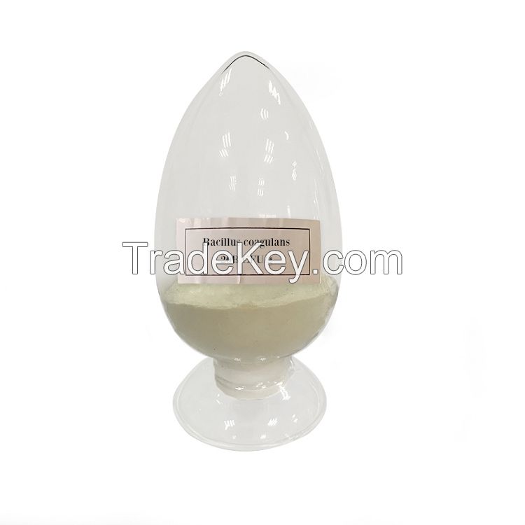 food ingredient probiotics bulk raw material bacillus coagulans powder