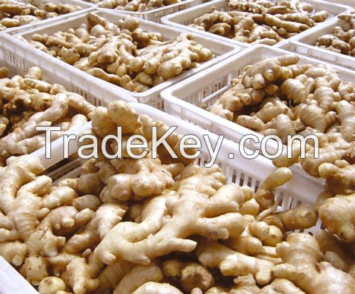 Air dry dried Fresh Ginger