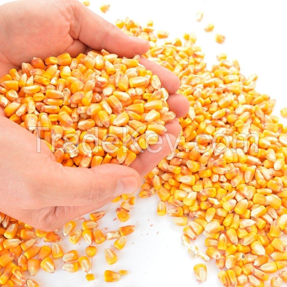 Yellow Corn / Maize &amp; White Corn / Maize for Human &amp; Animal Feed 