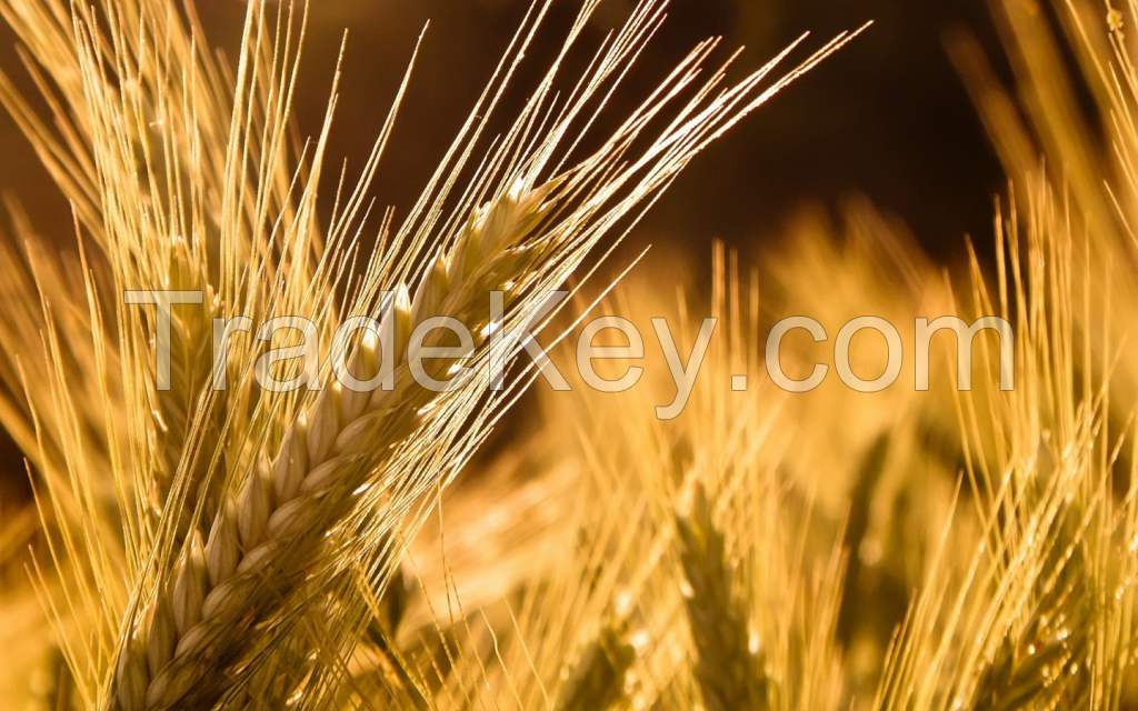 Barley feed