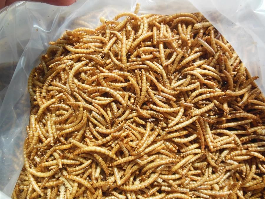 Pet Food Dried Mealworms 