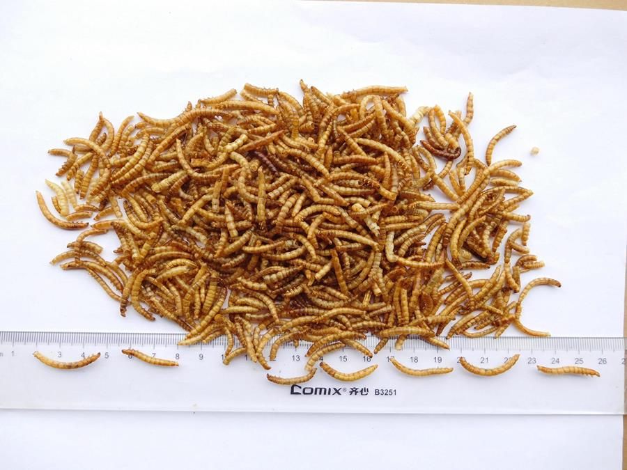 High nutritious microwave dried mealworms