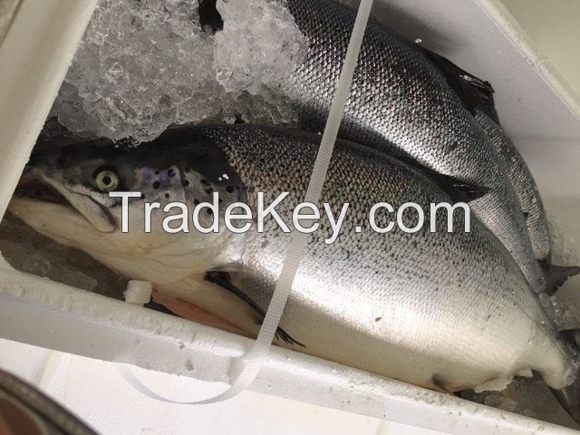 Fresh Frozen Salmon/Salmon Fish Fillets