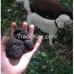 Fresh Bulgarian Summer Black Truffles