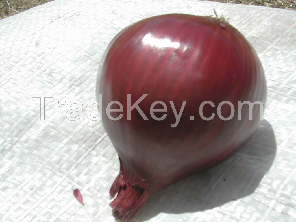 Fresh Red Onion