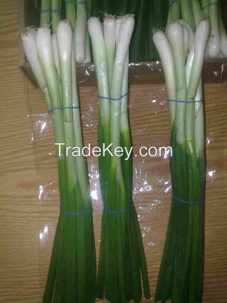 Fresh Spring Onion