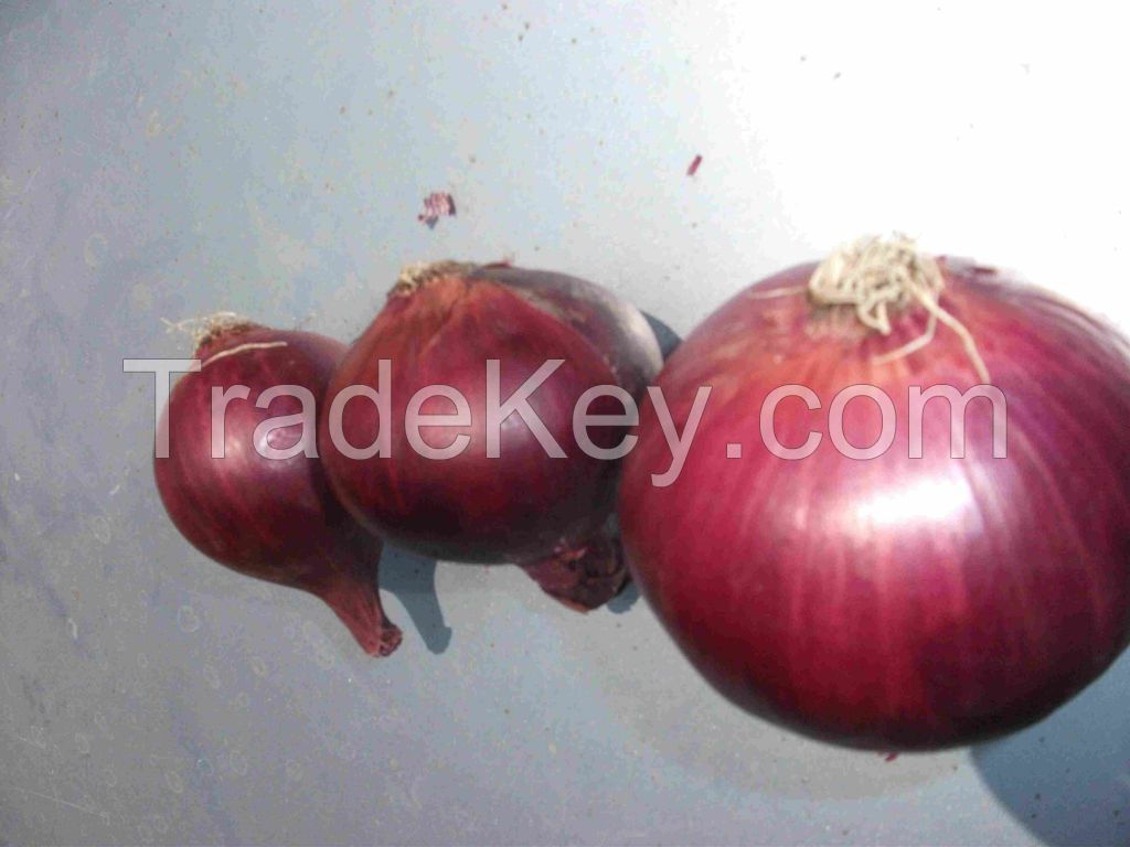 Fresh Red Onion (new crop 2020)