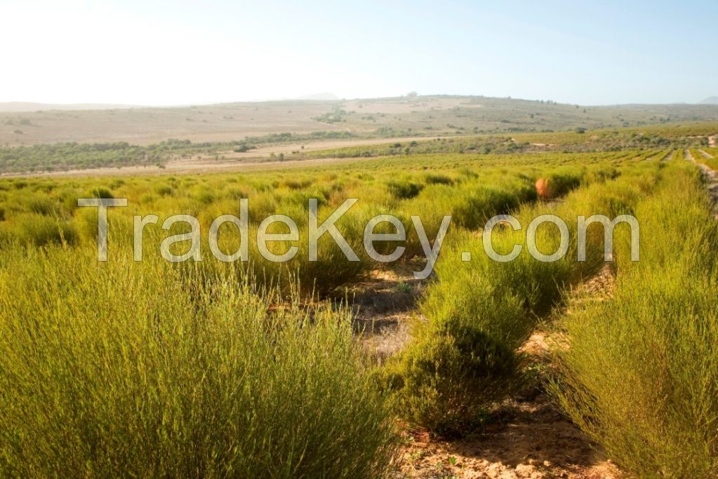 Organic Rooibos 