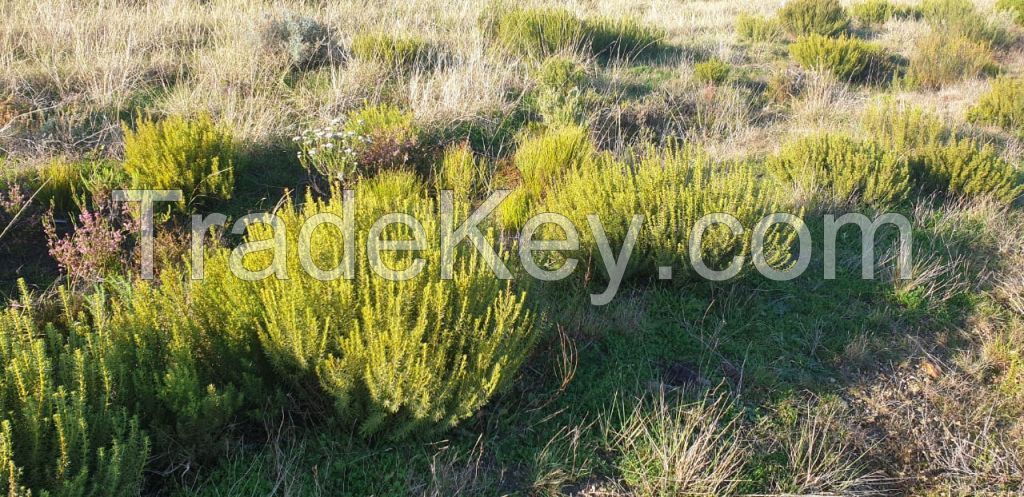 Organic Rooibos 