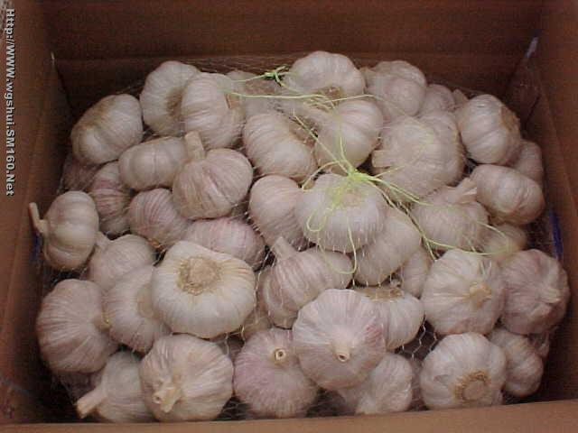 Fresh Chinese Garlic