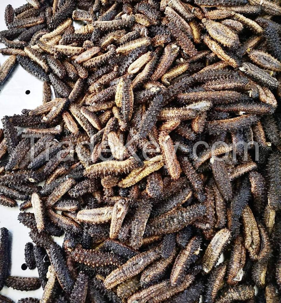 SEA CUCUMBERS 100% NATURAL AT WHOLESALE PRICE FOR SALE