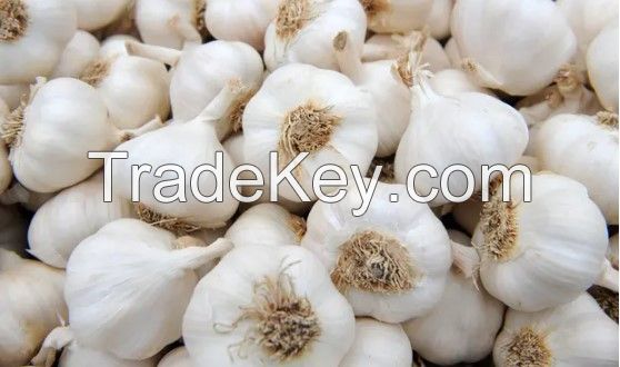 Fresh Garlic