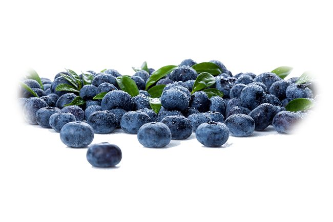 Blueberry Extract