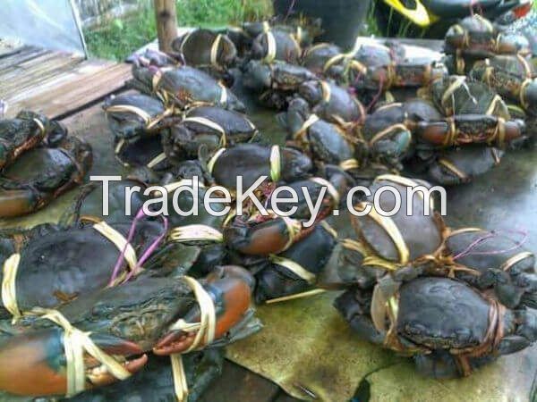 Live Mud Crabs 