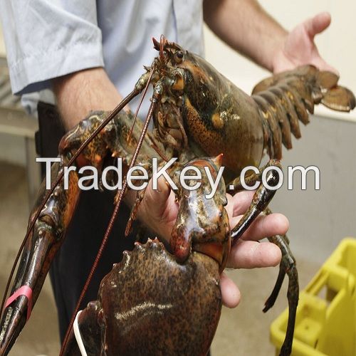 Buy Lobsters Online All Year Round