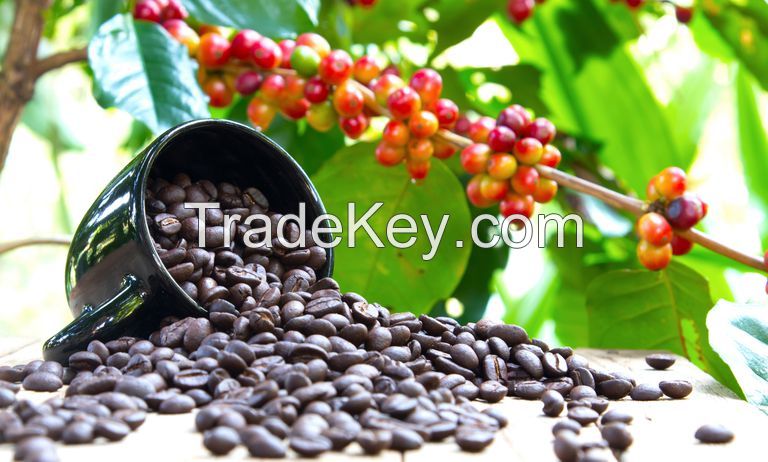 Quality Beans of Arabica Coffee Beans