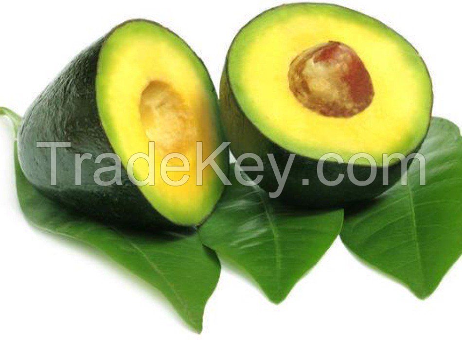 Fresh Avocado Fruit 034/ Booth/ Hass/ Wax