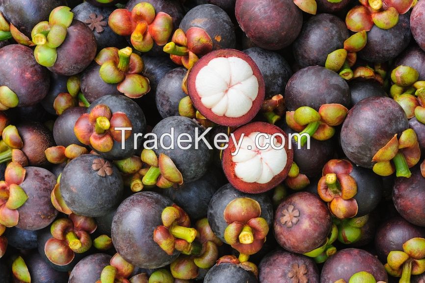 Fresh Mangosteen Fruit From Vietnam