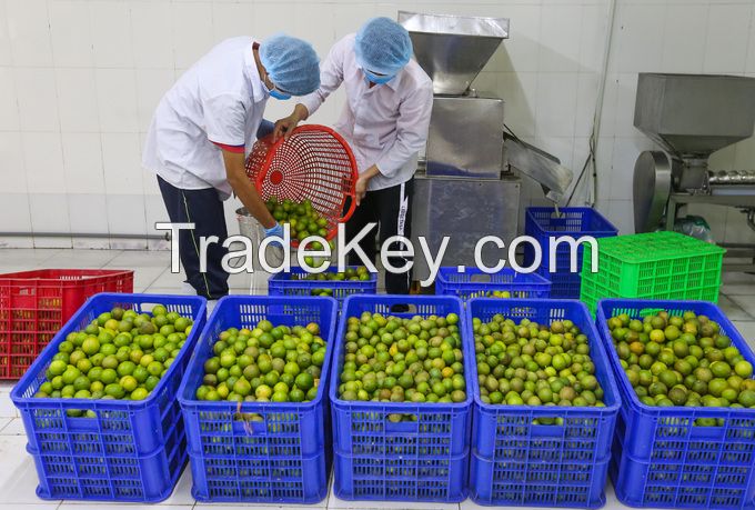 Fresh Seedless Lime (Lemon) 100% Vietnam Origin