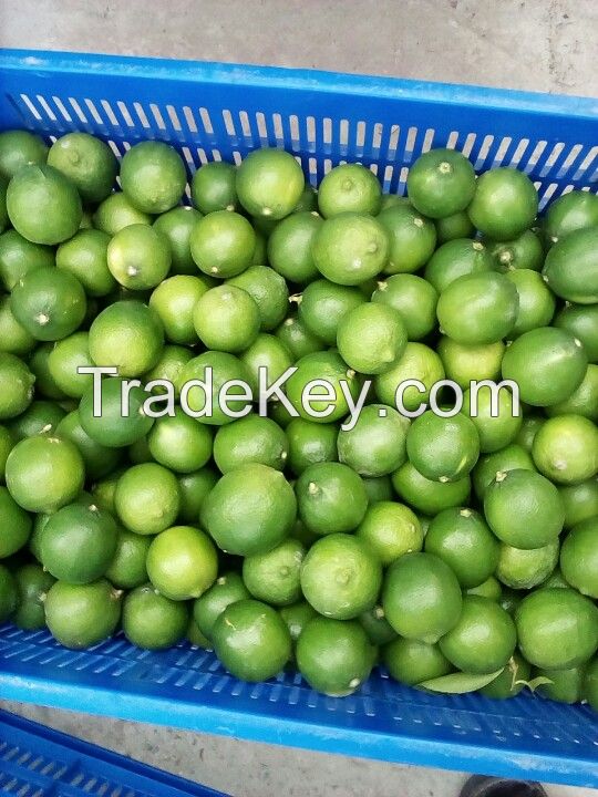 Vietnames fresh seedless lime