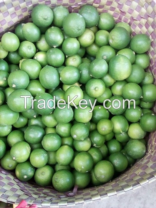 Vietnames fresh seedless lime