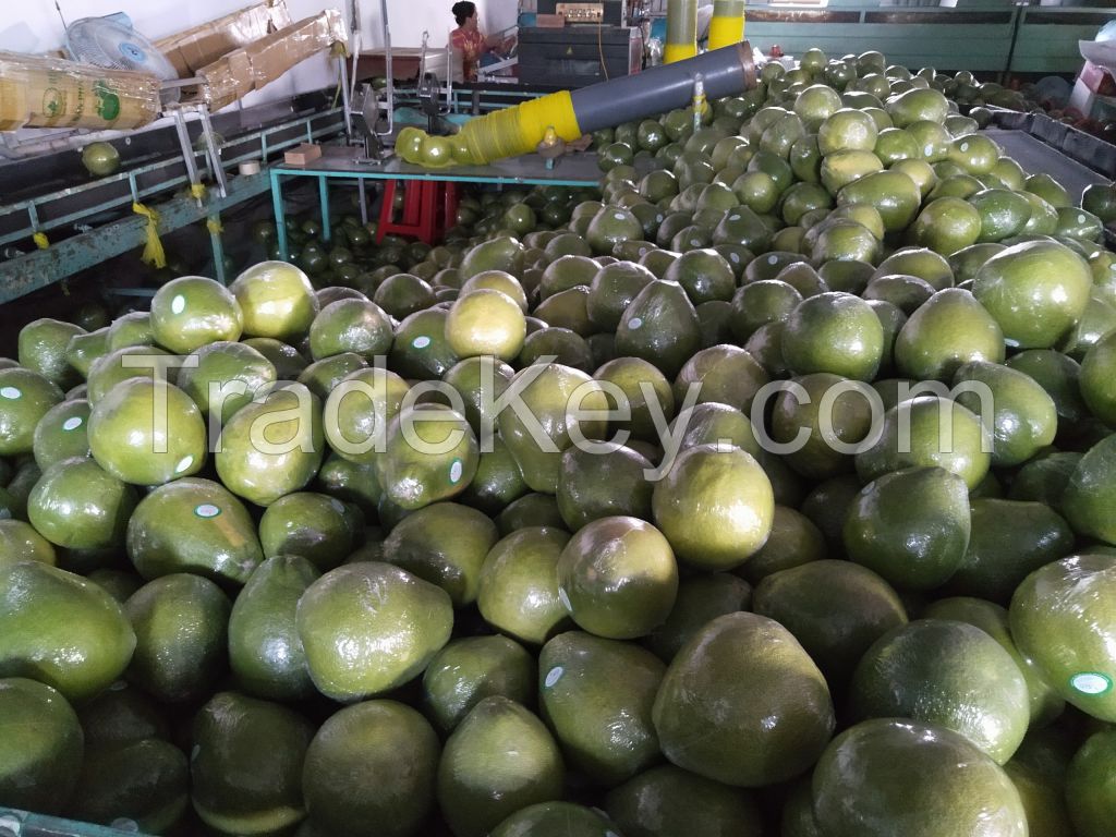 Fresh Vietnamese Honey Pomelo (EU standards)