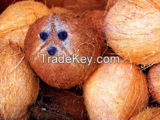 Organic Coconut Milk Freeze-dried Powder